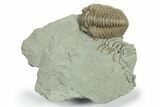 Detailed Flexicalymene Trilobite - Indiana #270415-1